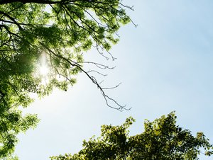 смотреть на солнце сквозь ветви деревьев