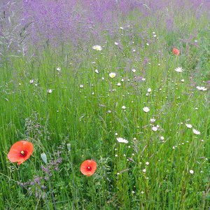 Venti_Wildblumenwiese.jpg